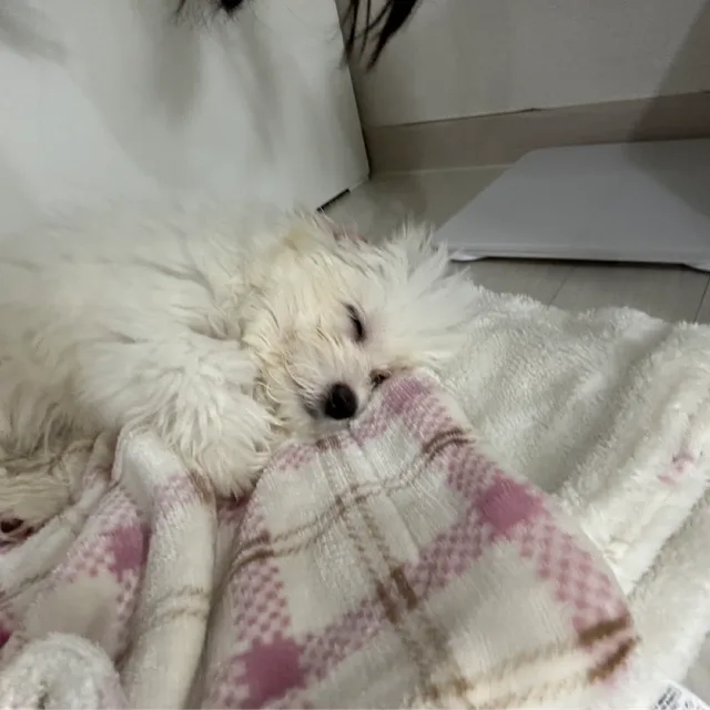 쥬니바라기