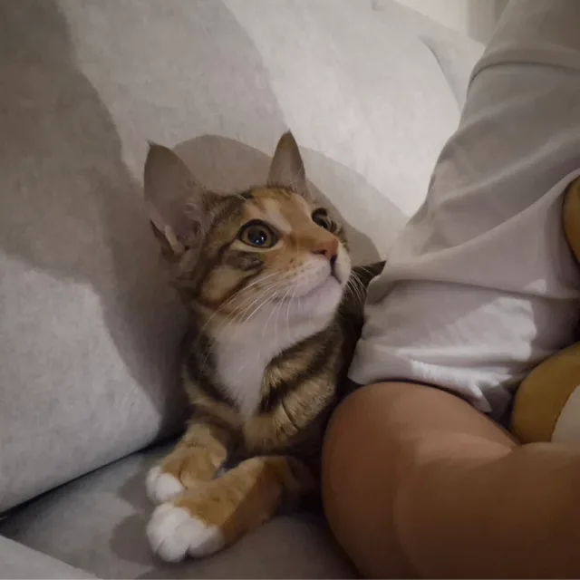 안농