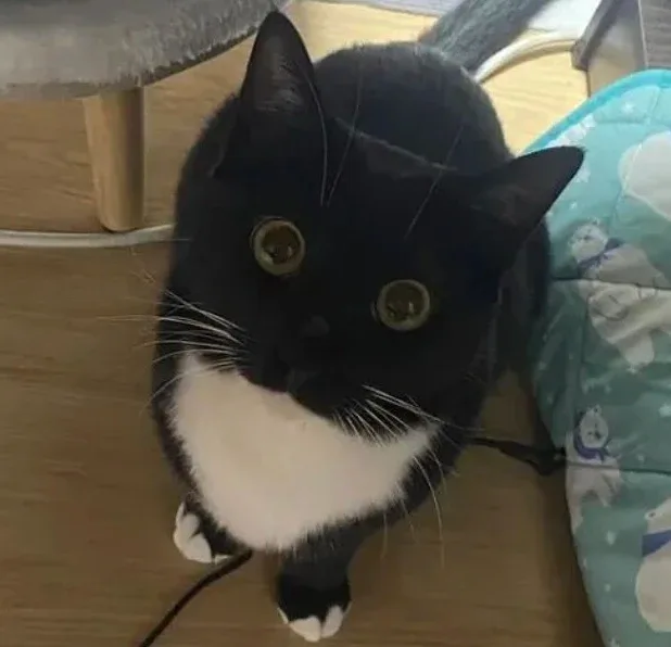 알라프
