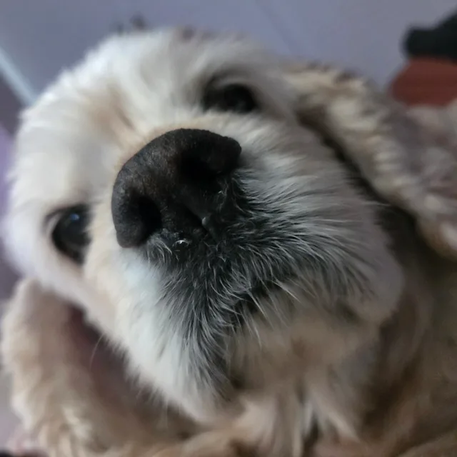무기