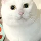 금라니
