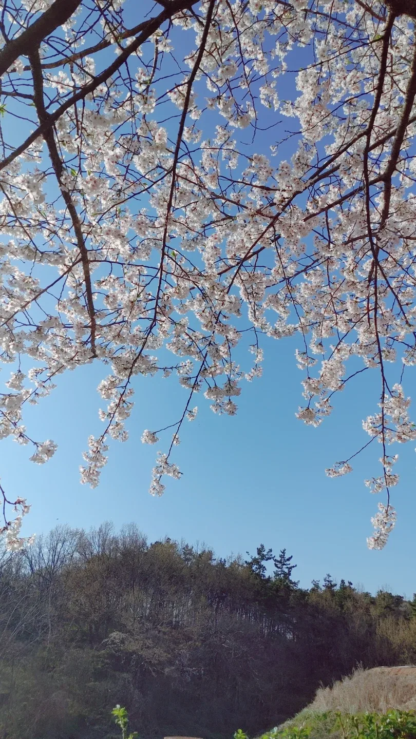 당근요정