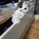 서코당