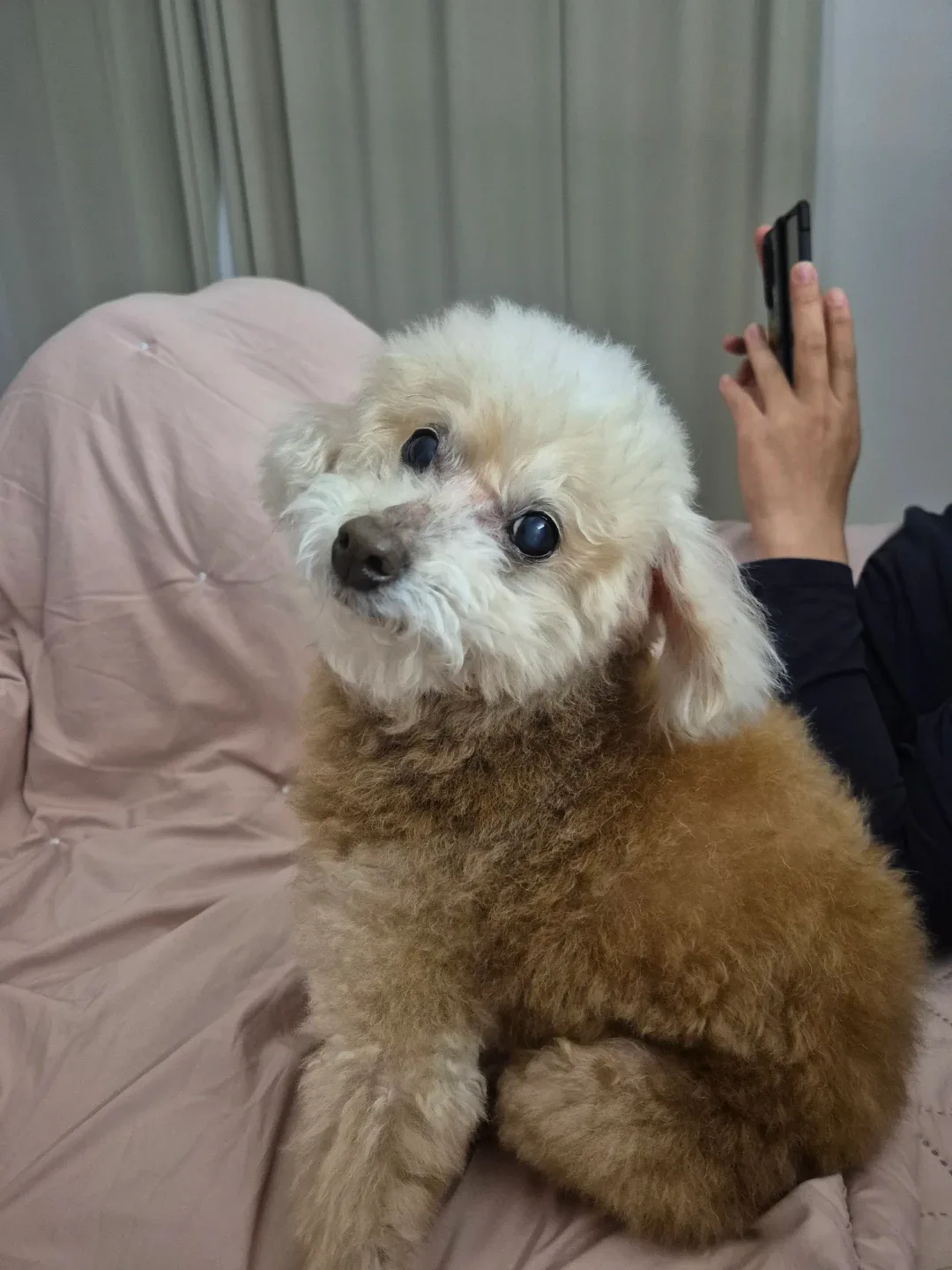 현둥이