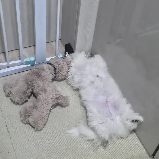 망탱