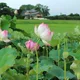 수림속호랑이