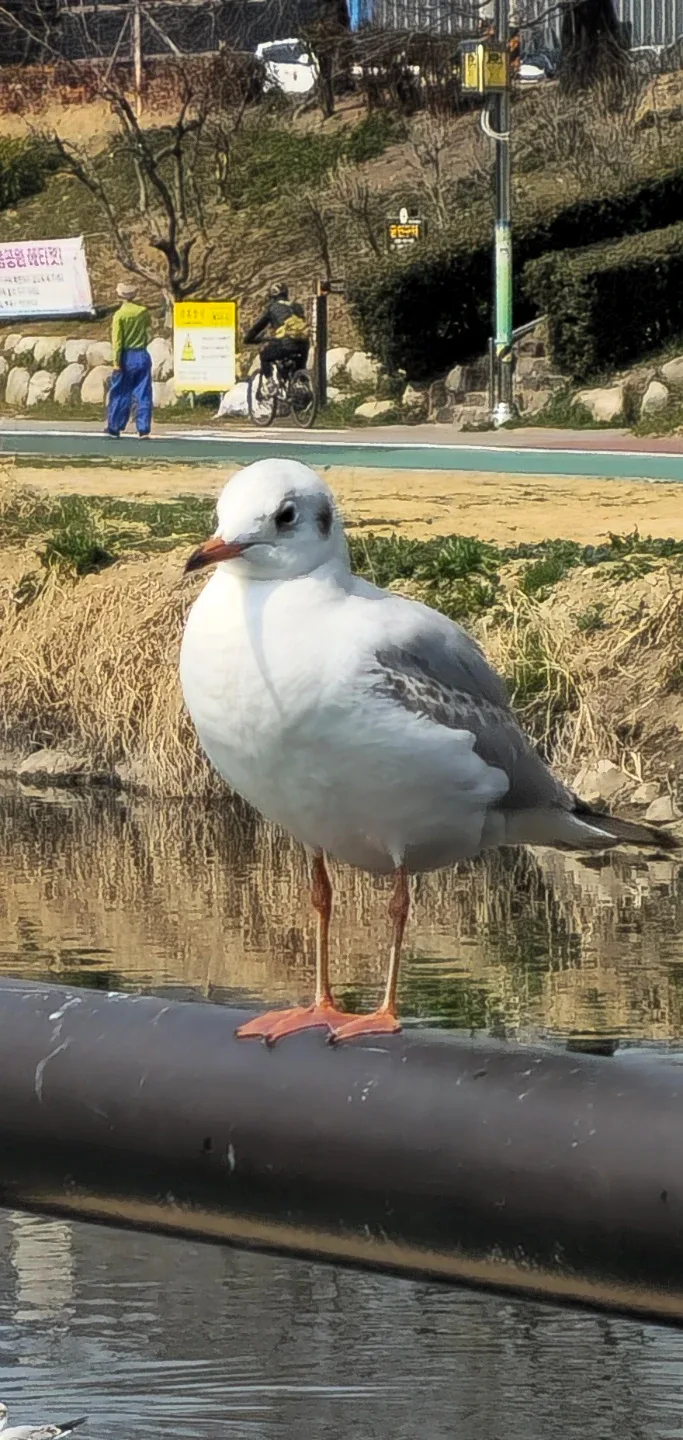 온천천을걷다
