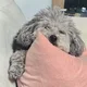제이니