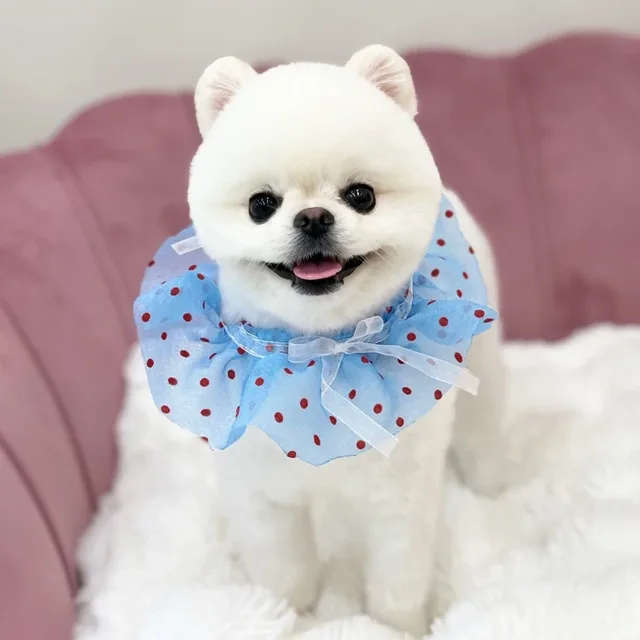 돼지공쥬