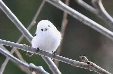 웃자