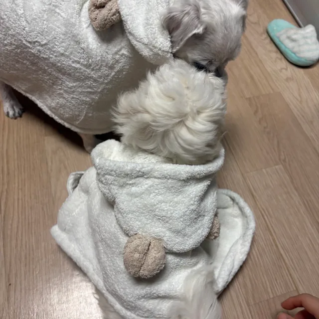 포비수빈