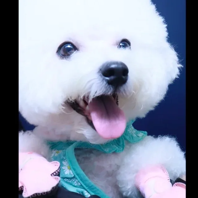 짱이