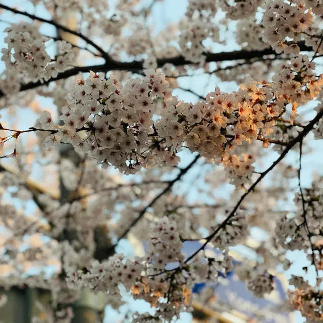 재야