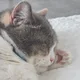 담치킨