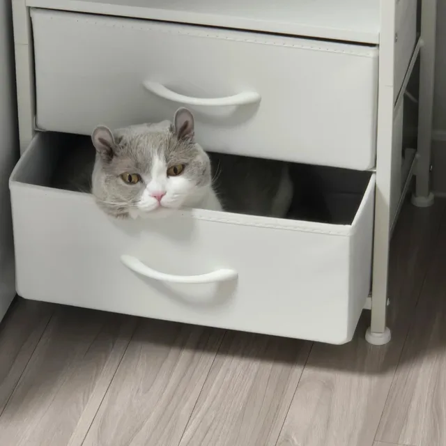 당근냥이