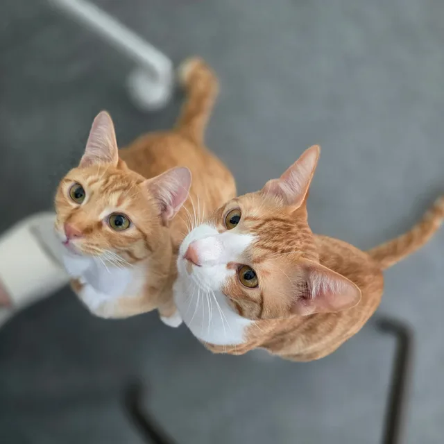 윤회