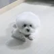 루카스