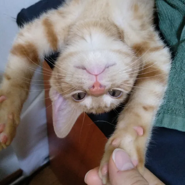 고양이가좋은고양
