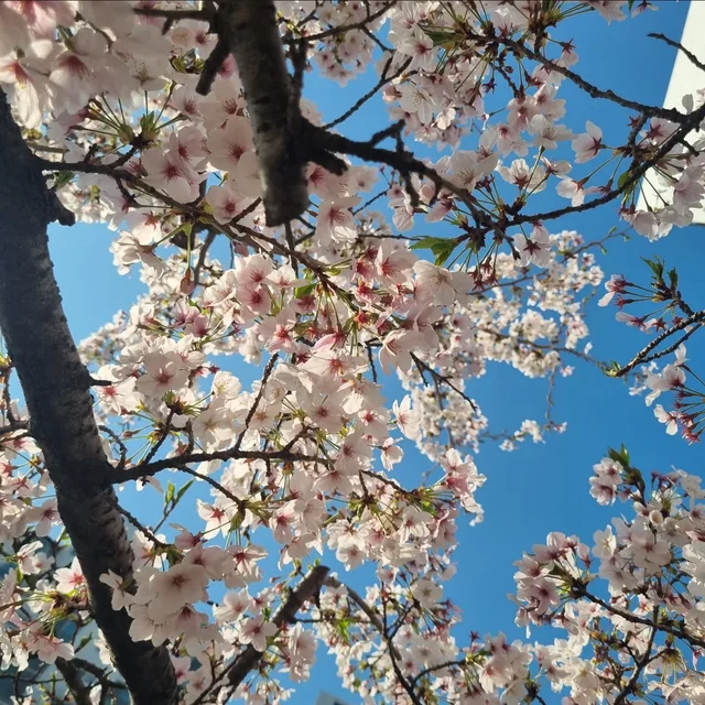 고시히카리밥