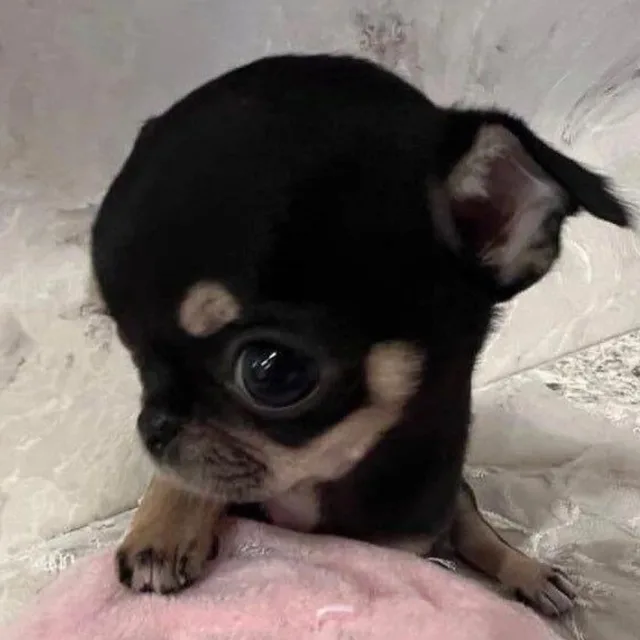 문의후읽씹차단