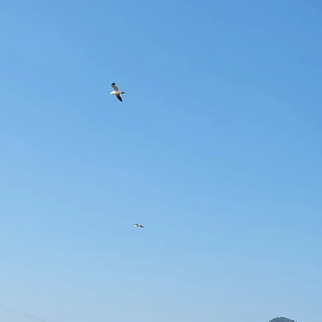치로의하루