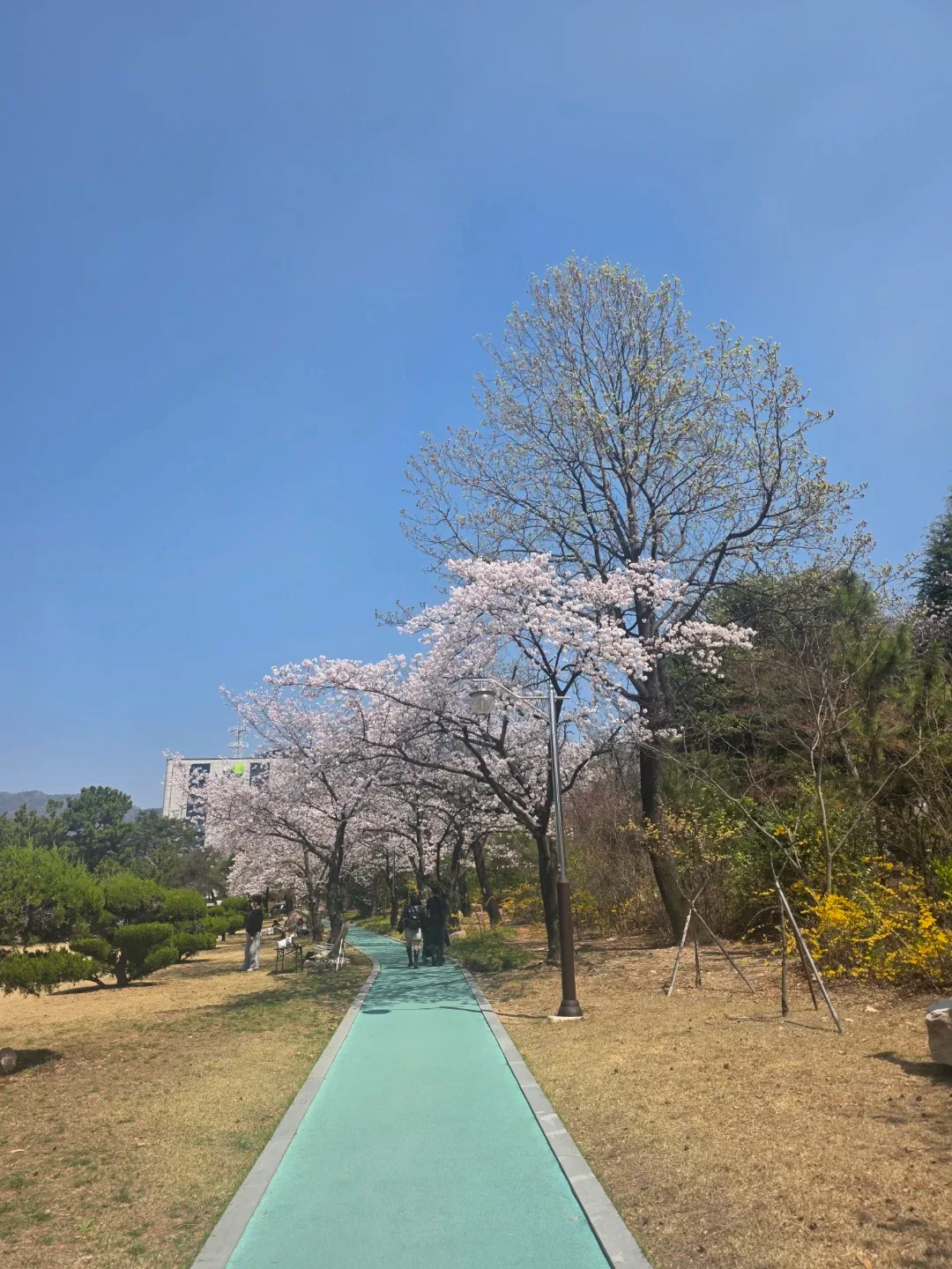 해피데이지