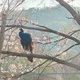 군계일학