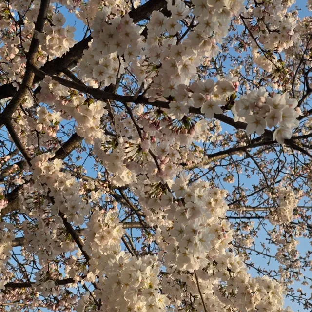구로설기네
