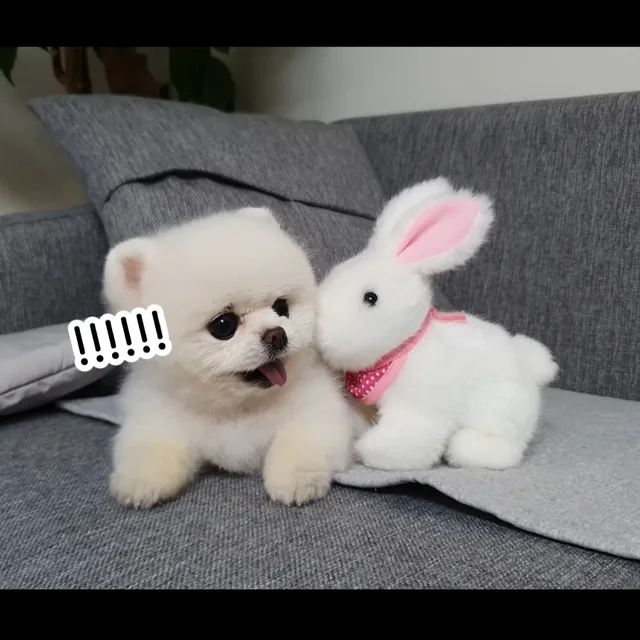 봉봉이