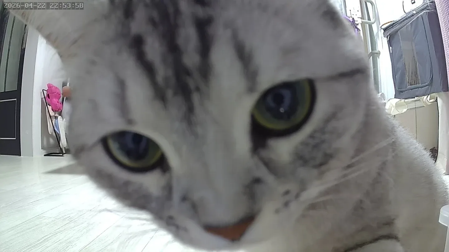 호잇