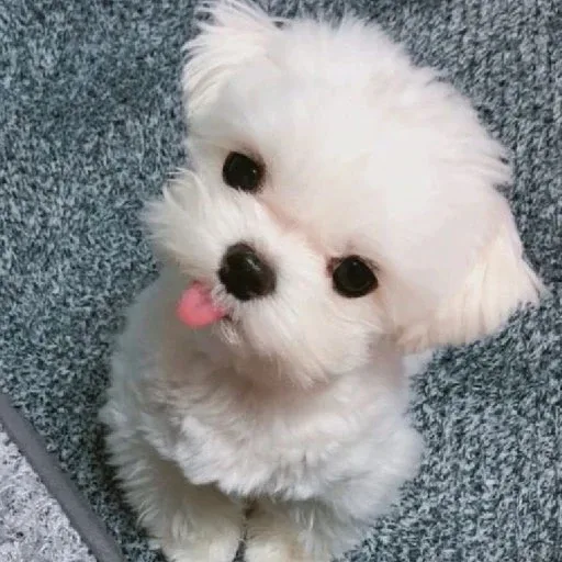 율무