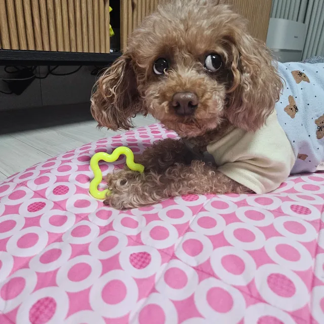 뽀미사랑해