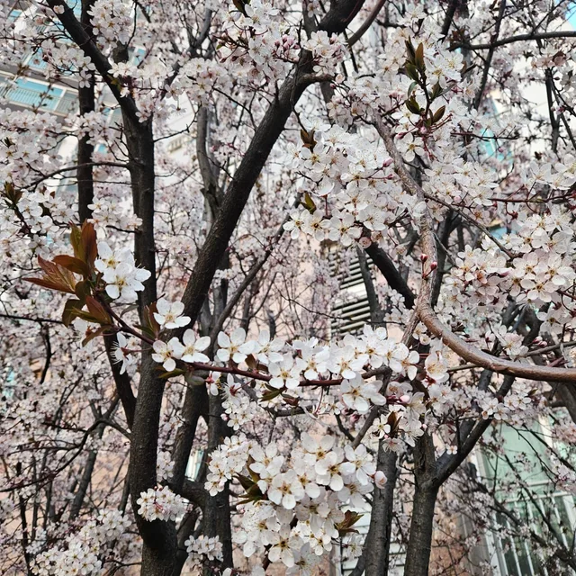 열무마미