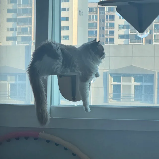 까망걸