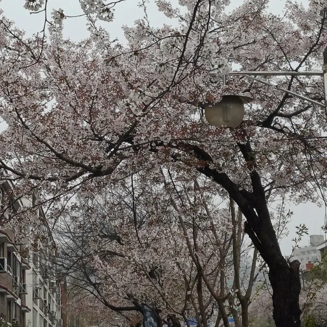 버터플라이