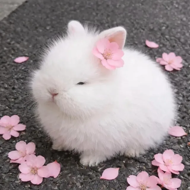 단비