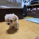 아랑
