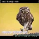 그럴싸