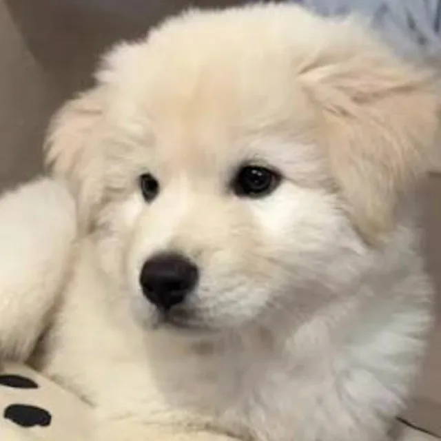 프록시마b