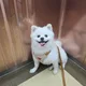 짱이네