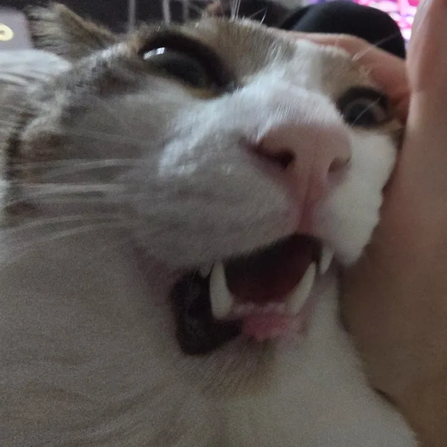 깡초우