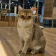 캣플헤븐청주오창점