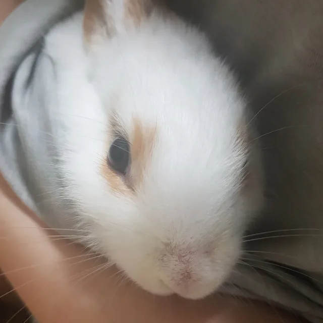 토끼야