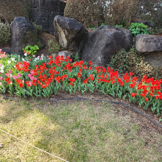 복덩이