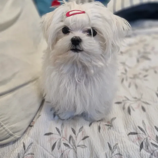 깹짱