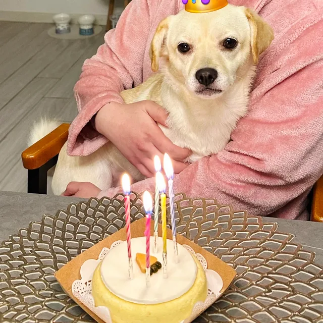 보리