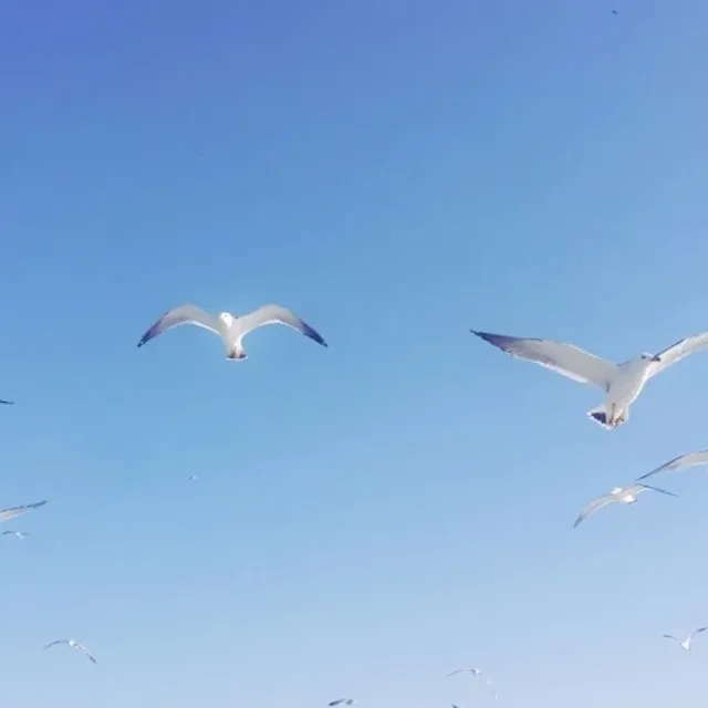 승띠