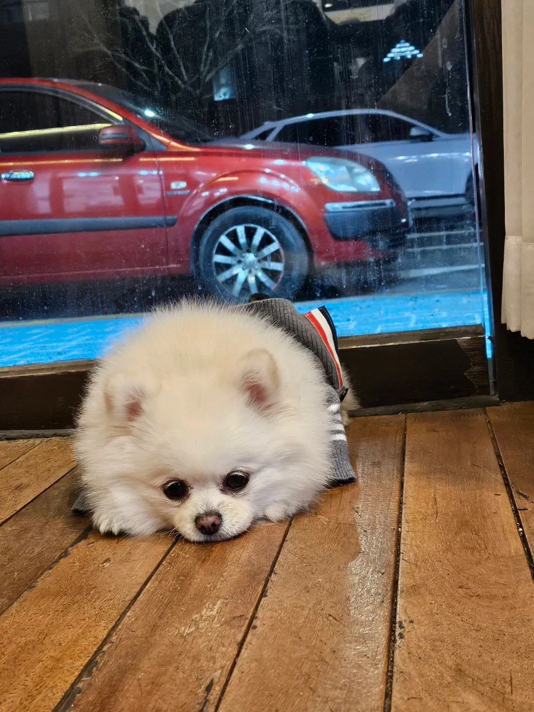 포메는사랑