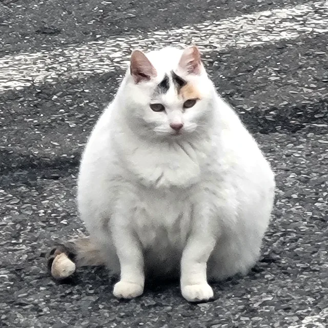 고고고고객님