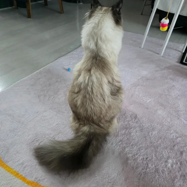라리사